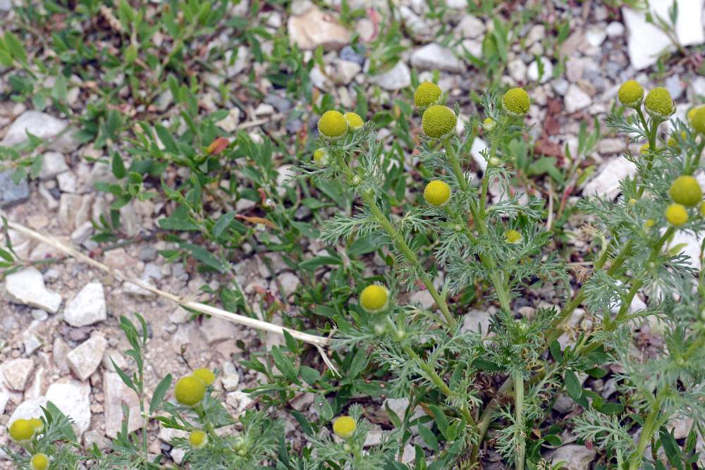 Matricaria discoidea / Falsa camomilla